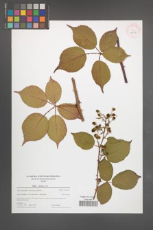 Rubus sulcatus [KOR 44011]
