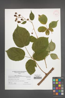 Rubus sulcatus [KOR 42010]