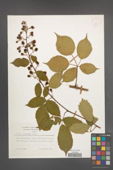 Rubus sulcatus [KOR 24862]