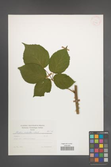 Rubus sulcatus [KOR 25667]