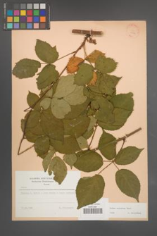 Rubus sulcatus [KOR 23414]
