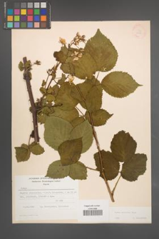 Rubus sulcatus [KOR 22214]