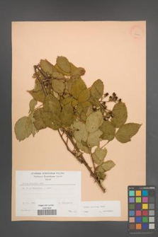 Rubus sulcatus [KOR 22941]