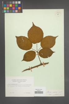Rubus sulcatus [KOR 54501]