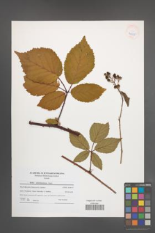 Rubus tabanimontanus [KOR 41225]