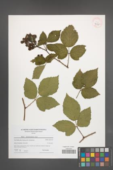 Rubus tabanimontanus [KOR 40555]