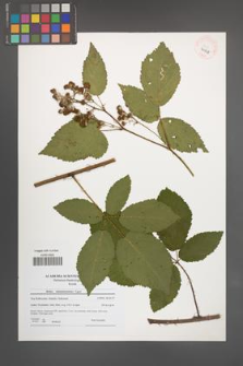 Rubus tabanimontanus [KOR 40548]