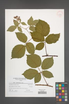 Rubus tabanimontanus [KOR 40553]