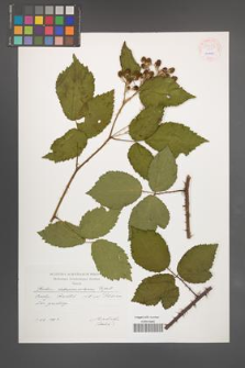 Rubus tabanimontanus [KOR 54503]
