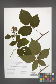 Rubus tabanimontanus [KOR 42785]