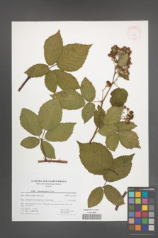 Rubus tabanimontanus [KOR 41752]