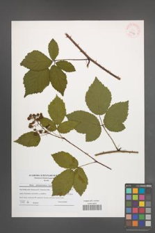 Rubus tabanimontanus [KOR 40559]