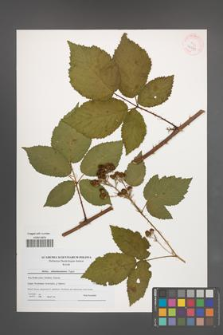 Rubus tabanimontanus [KOR 40561]