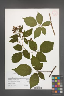 Rubus tabanimontanus [KOR 40568]