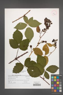 Rubus tabanimontanus [KOR 40954]