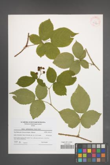 Rubus fabrimontanus [KOR 41077]
