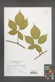 Rubus ostroviensis [KOR 46240]