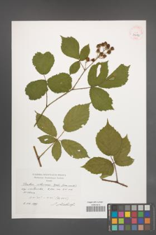 Rubus ostroviensis [KOR 39072]