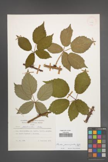 Rubus pericrispatus [KOR 24865]