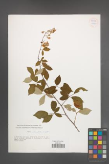 Rubus ulmifolius [KOR 55324]