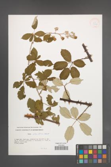 Rubus ulmifolius [KOR 33254]