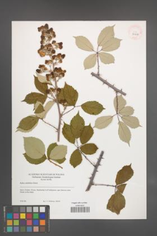 Rubus ulmifolius [KOR 39450]