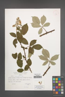 Rubus ulmifolius [KOR 32718]
