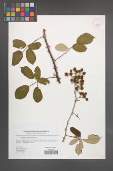 Rubus ulmifolius [KOR 45751]