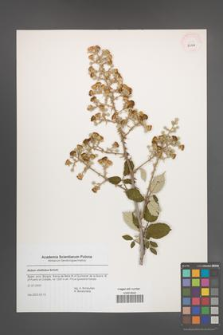 Rubus ulmifolius [KOR 43711]