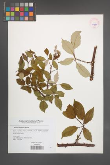 Rubus ulmifolius [KOR 45383]