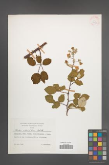 Rubus ulmifolius [KOR 37948]