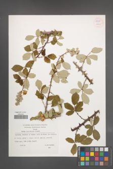 Rubus ulmifolius [KOR 55325]