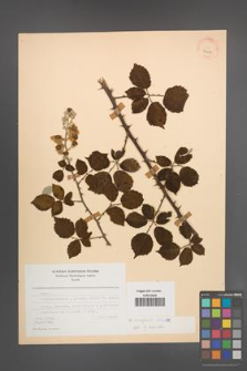 Rubus ulmifolius [KOR 24417]