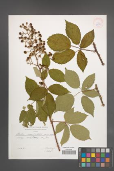 Rubus verae [KOR 54523]
