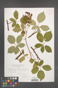Rubus verae [KOR 29540]