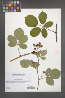 Rubus vestitus [KOR 51834]