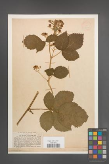 Rubus viretorum [KOR 18652]