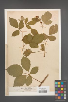 Rubus vulgaris [KOR 18648]