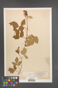 Rubus vulgaris [KOR 18649]