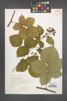 Rubus wahlbergii [KOR 32387]