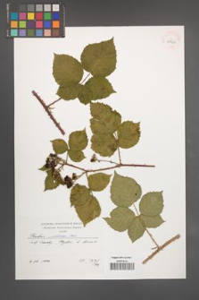 Rubus wahlbergii [KOR 39940]
