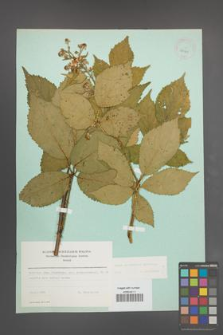 Rubus wimmerianus [KOR 23708]