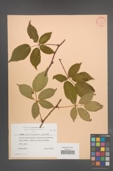 Rubus wimmerianus [KOR 24359]