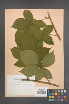 Rubus wimmerianus [KOR 23003]