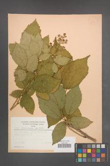 Rubus wimmerianus [KOR 23005]