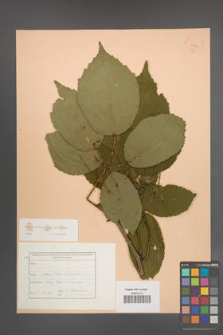 Rubus wimmerianus [KOR 22741]