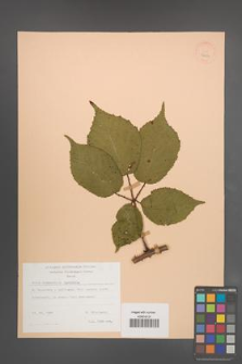 Rubus wimmerianus [KOR 22954]