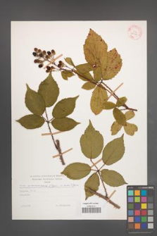 Rubus wimmerianus [KOR 29188]