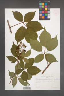 Rubus wimmerianus [KOR 29187]