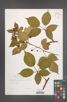 Rubus wimmerianus [KOR 29288]